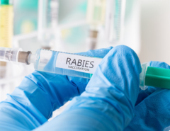 Gloved hand holding a syringe of a rabies vaccine