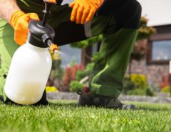 Person spraying weeds in lawn with herbicides
