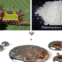 A collage with a saddleback caterpillar, diatomaceous earth, and liquid mercury.